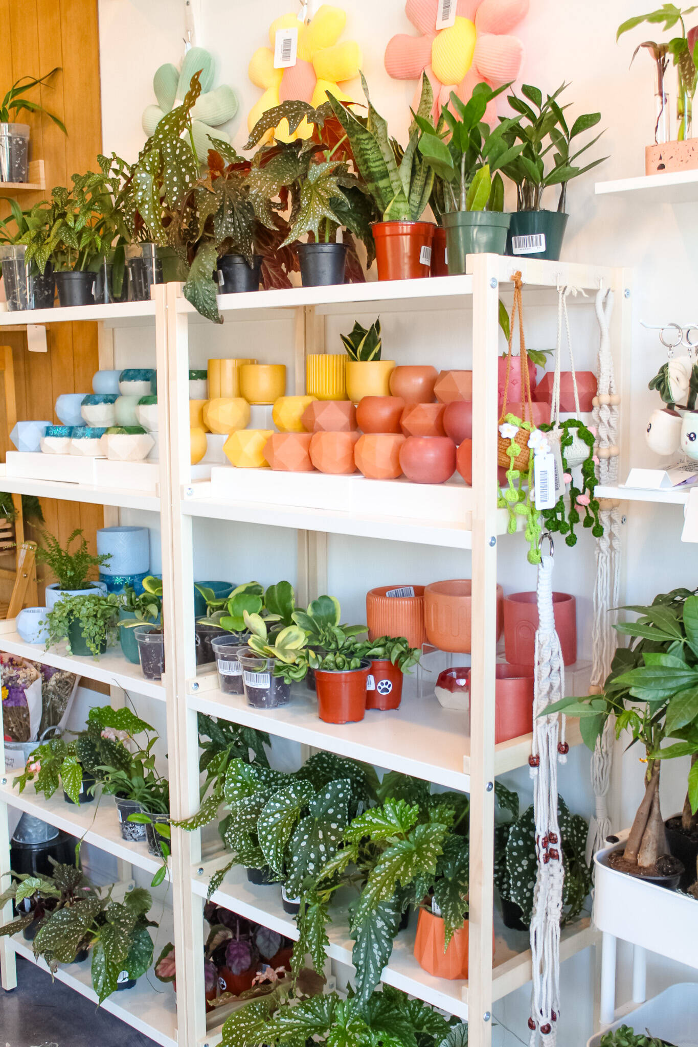 Home | Pita's Planters